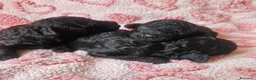 Barboncino Toy cani in vendita: Prenotazione femminile nere di barbone toy  - Annuncio 3