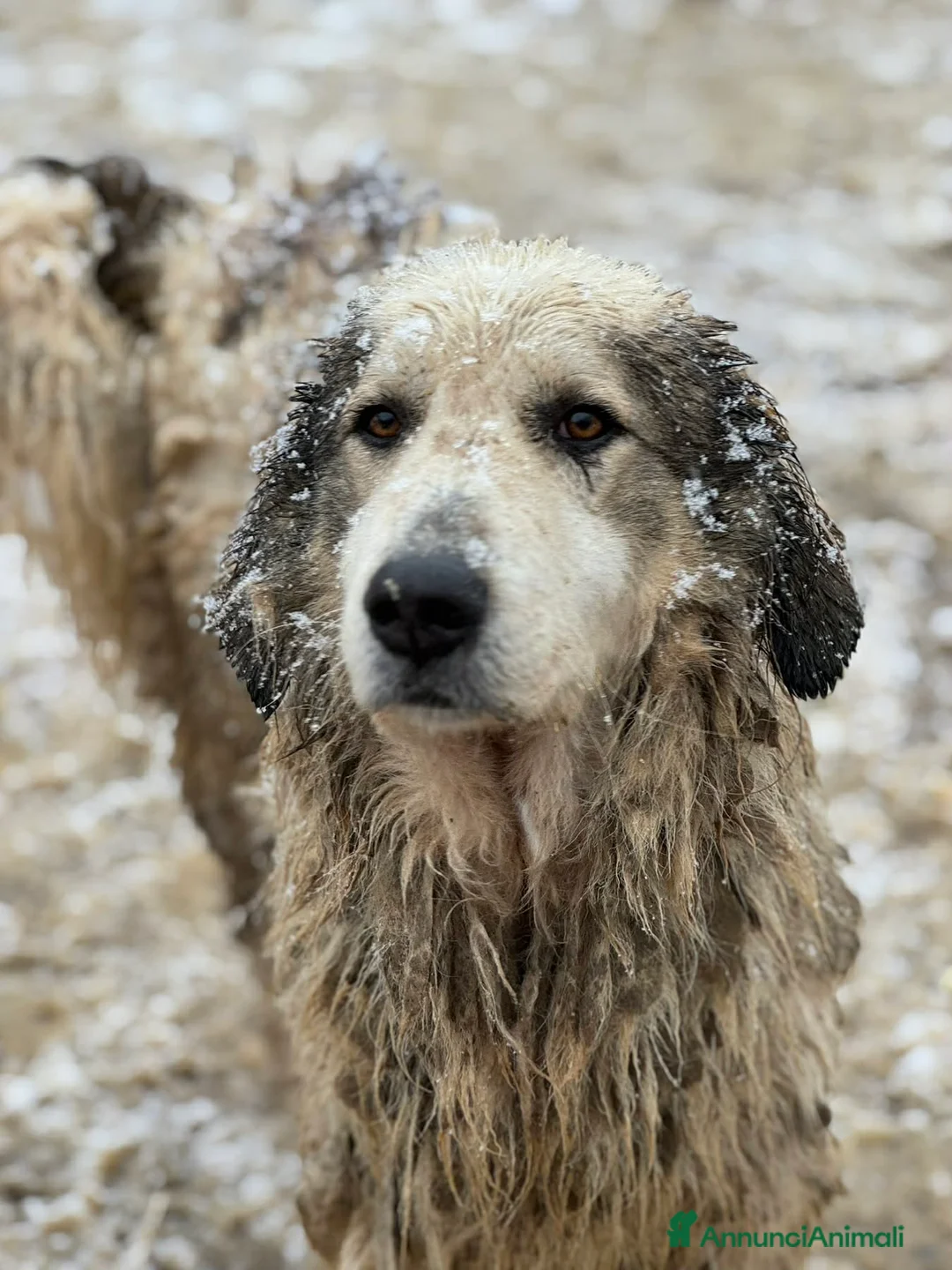 Meticcio cani in regalo: GRISU', dolce gigante buono cerca famiglia! - Annuncio 3