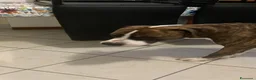 Meticcio cani in regalo: Chicco a Provincia di Monza e della Brianza - Annuncio 4