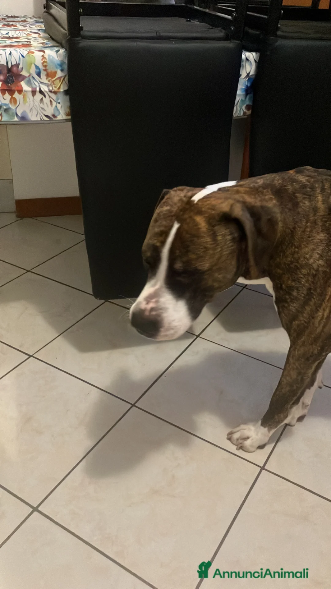 Meticcio cani in regalo: Chicco a Provincia di Monza e della Brianza - Annuncio 4