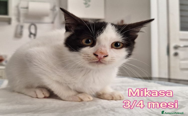 Altre razze gatti GATTINI ABBANDONATI! EMERGENZA  - Annuncio 3