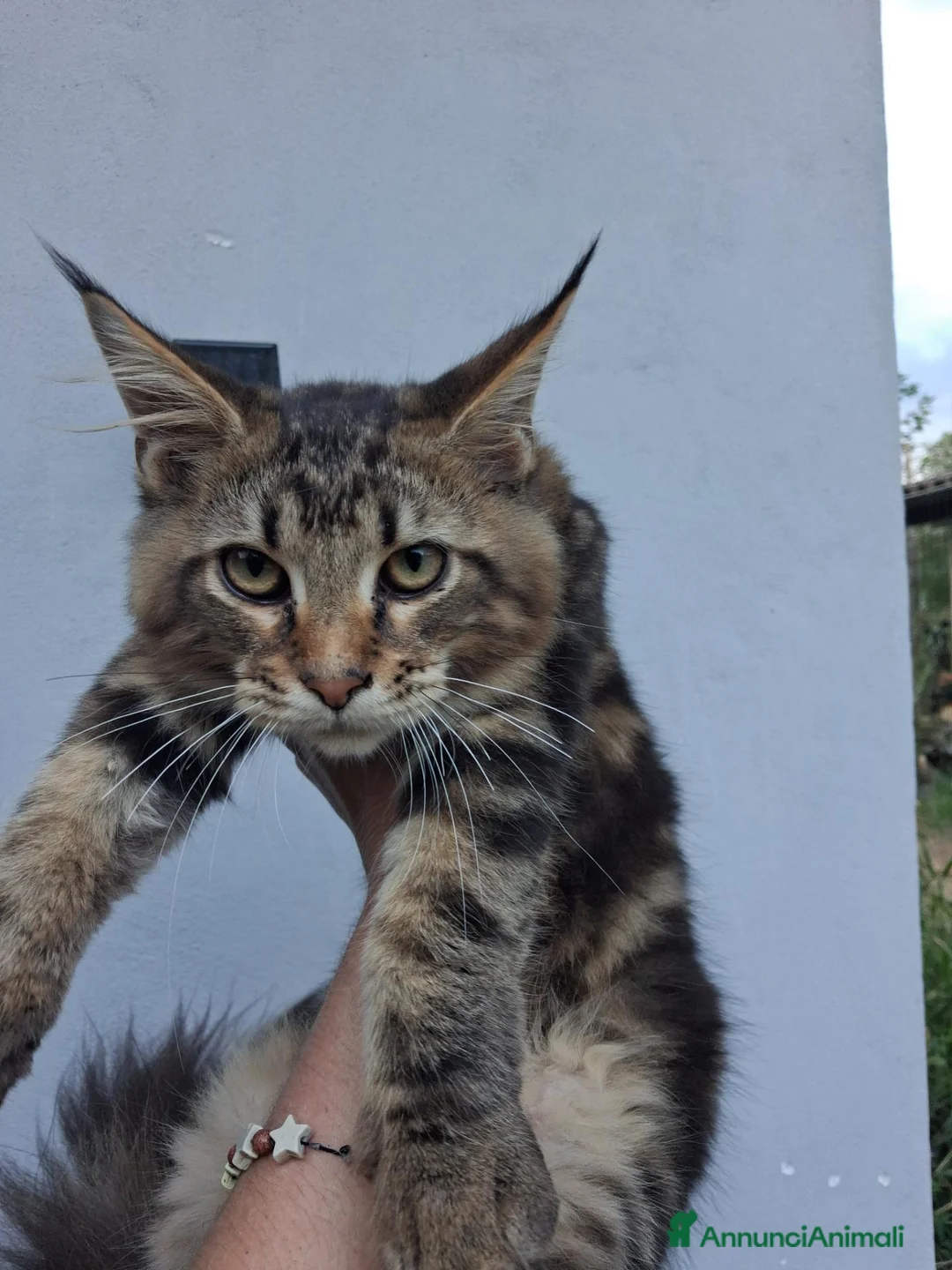 Maine Coon gatti in vendita: Cuccioli maine coon - Annuncio 2