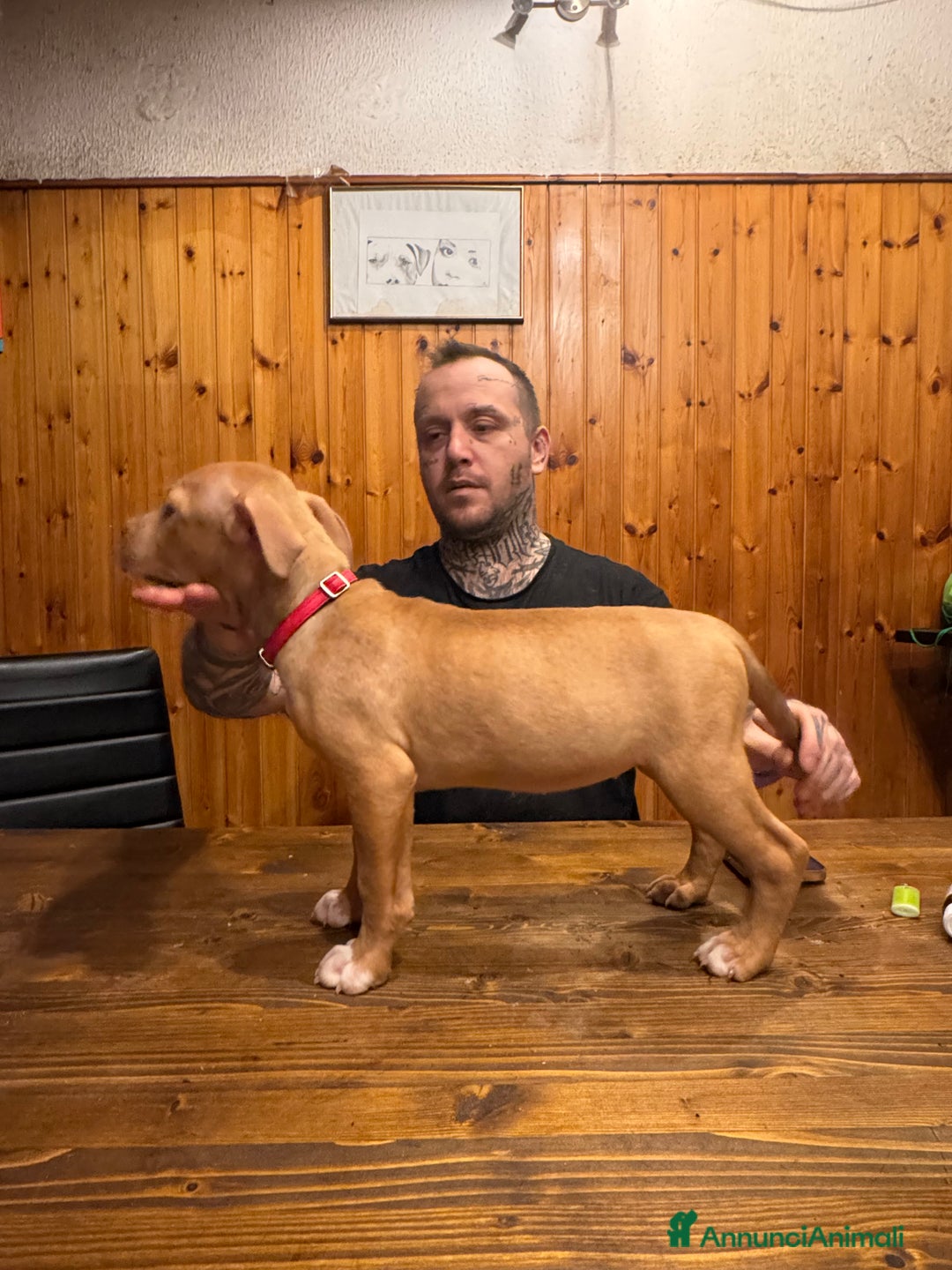 Pitbull cani in vendita: Cuccioli Pit Bull con Pedigree anche a rate - Annuncio 13