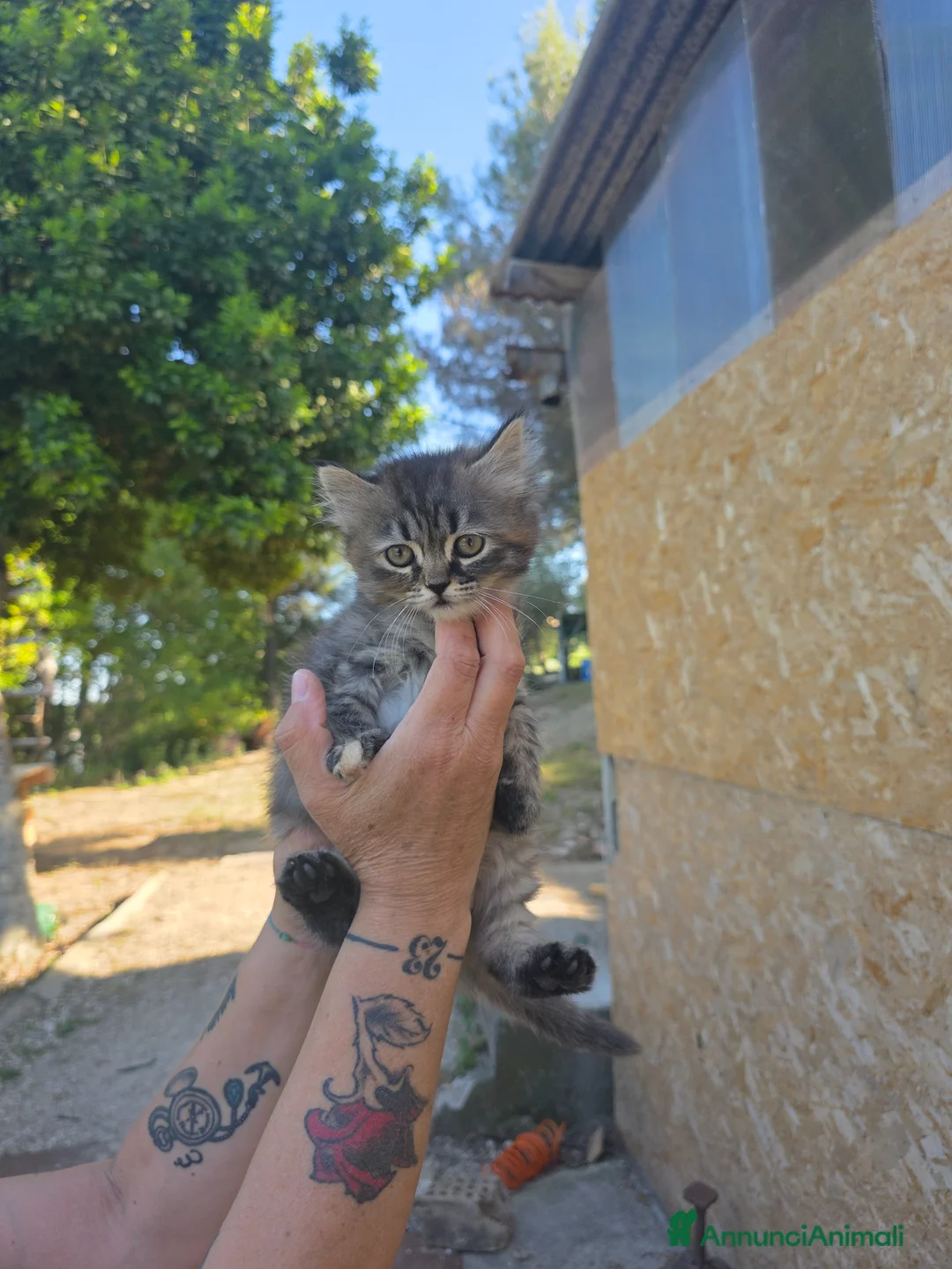Maine Coon gatti in vendita: Gattini - Annuncio 2