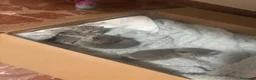 Scottish gatti in vendita: scottish maschietti  a Provincia di Catanzaro - Annuncio 4
