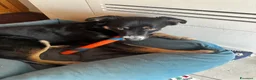 Meticcio cani in regalo: CERCA FAMIGLIA RESPONSABILE PER KEN - Annuncio 1