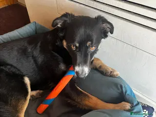 Meticcio cani CERCA FAMIGLIA RESPONSABILE PER KEN - Annuncio 1