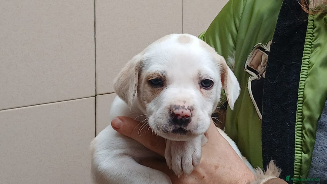 Meticcio cani in regalo: PONGO HA BISOGNO DI UNA CASA E TANTO AMORE - Annuncio 1