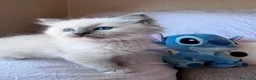 Ragdoll gatti in vendita: Cuccioli Ragdoll disponibili a Città metropolitana di Messina - Annuncio 19