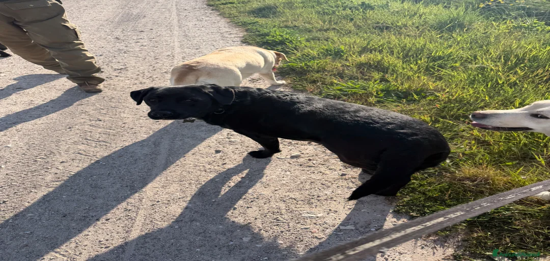 Immagine della galleria {{count}}