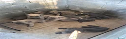 Cane Corso cani in vendita: Cane corso - Annuncio 11