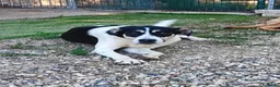 Meticcio cani in regalo: Luna una cagnolona invisibile in cerca di casa  - Annuncio 2
