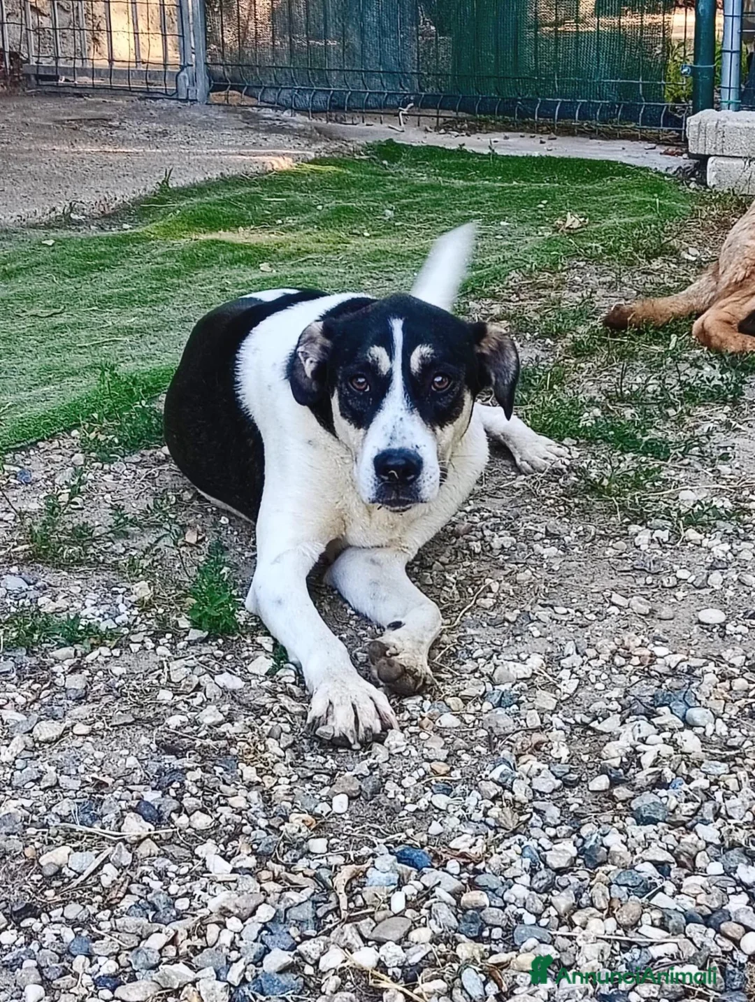 Meticcio cani in regalo: Luna una cagnolona invisibile in cerca di casa  - Annuncio 2