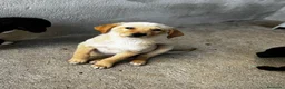 Meticcio cani in regalo: Ale maschio a Provincia di Varese - Annuncio 2