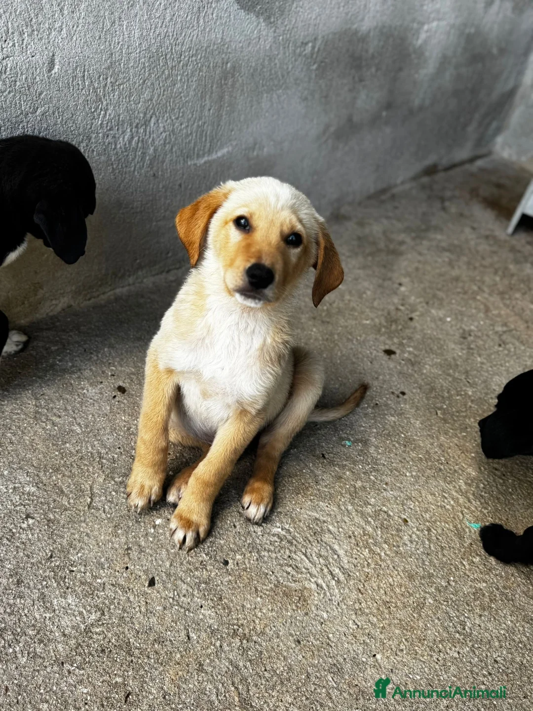 Meticcio cani in regalo: Ale maschio a Provincia di Varese - Annuncio 2