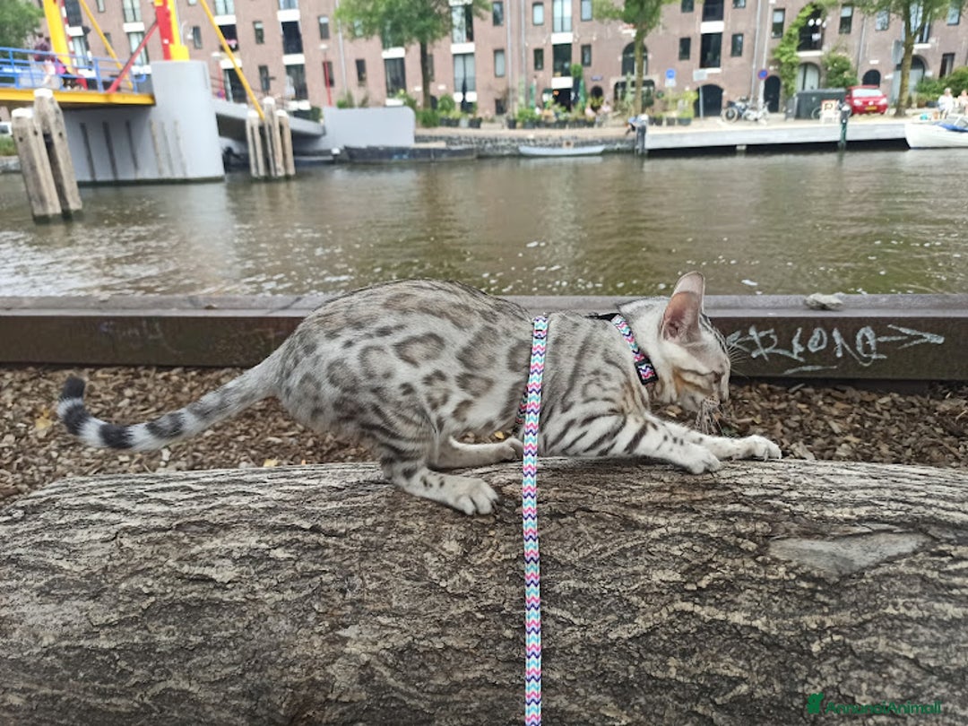 Immagine della galleria {{count}}