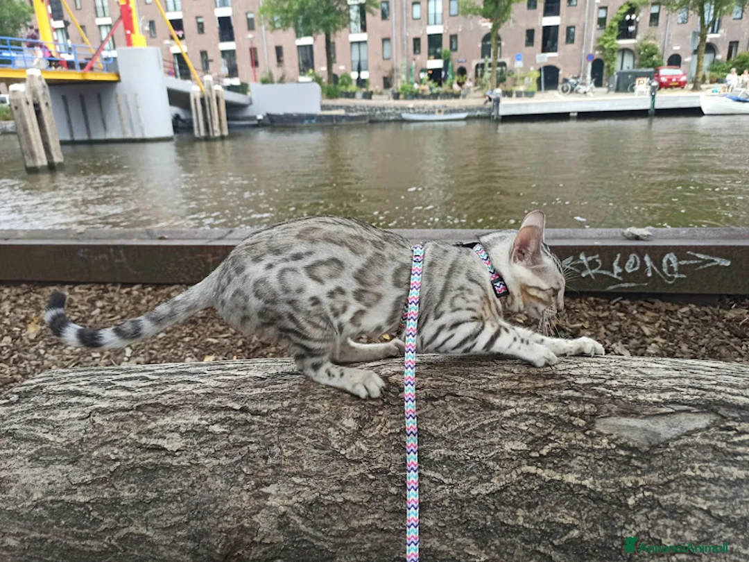 Immagine della galleria {{count}}