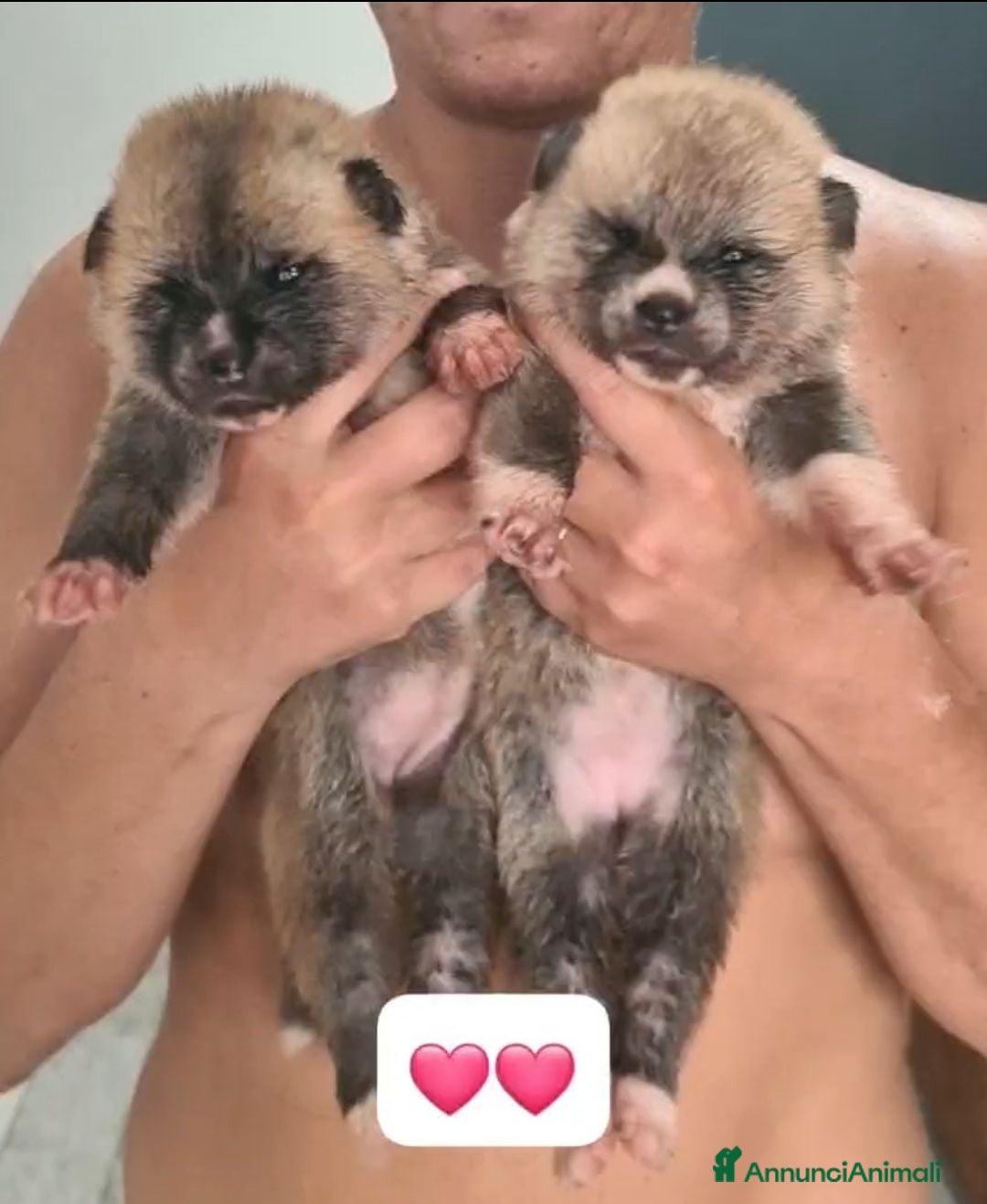 Akita Inu cani CUCCIOLA DI AKITA DISPONIBILE  - Annuncio 2