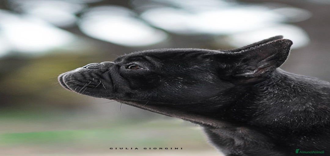 Immagine della galleria {{count}}