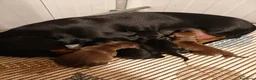 Bassotto Nano cani in vendita: Bassotti cuccioli  a Provincia di Taranto - Annuncio 2