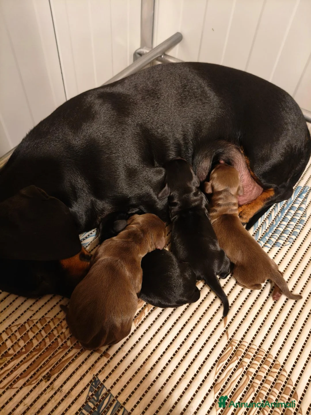 Bassotto Nano cani in vendita: Bassotti cuccioli  a Provincia di Taranto - Annuncio 2