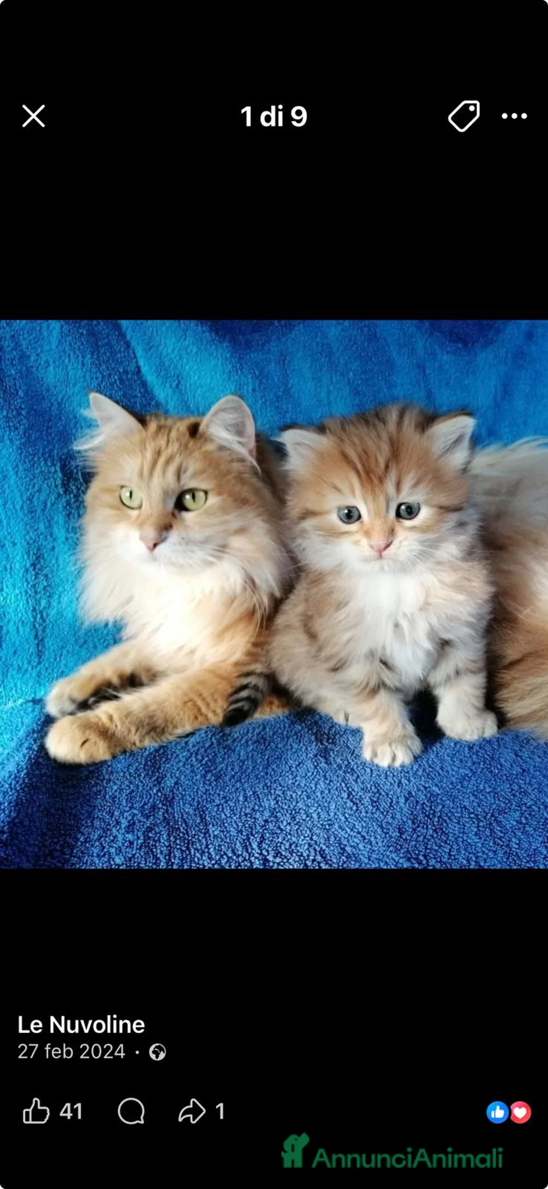 Siberiano gatti in vendita: Gattini Siberiani ipoallergenici - Annuncio 1