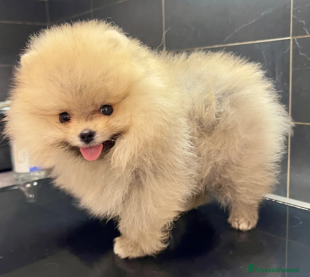 Spitz cani in vendita: Pomerania Spitz toy nano  - Annuncio 7