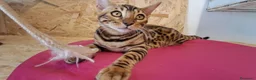 Bengala gatti in vendita: Bengala cucciole a Provincia di Treviso - Annuncio 8