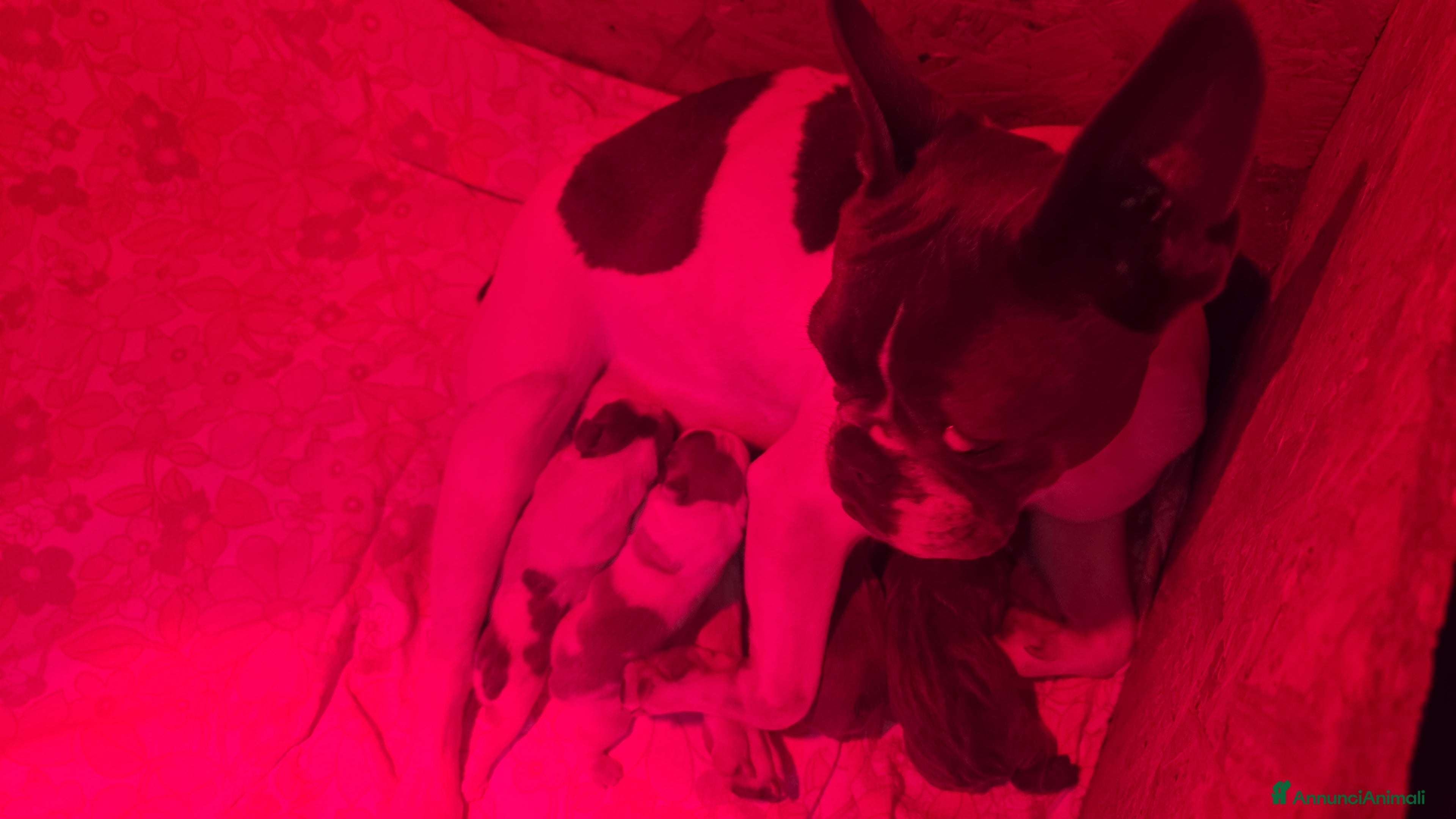 Bulldog Francese cani Bouledogue francese - Annuncio 30