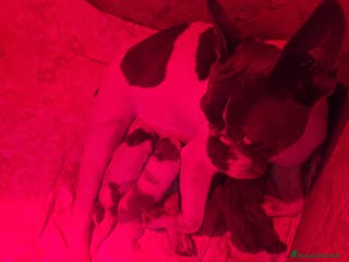 Bulldog Francese cani Bouledogue francese - Annuncio 30