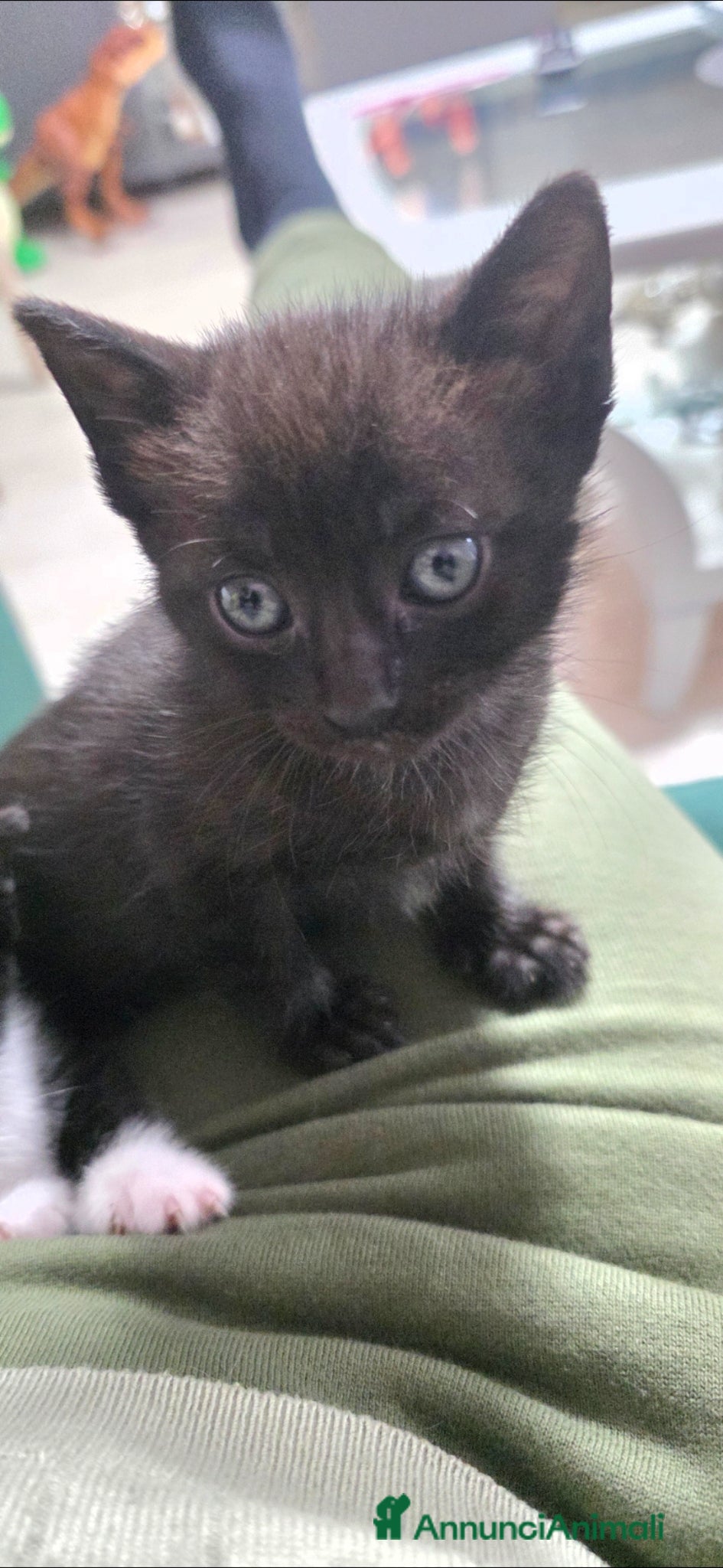 Meticcio gatti ​Una piccola pantera cerca il suo per sempre! 🐾 - Annuncio 1