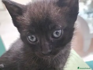 Meticcio gatti Una piccola pantera cerca il suo per sempre! 🐾 - Annuncio 1