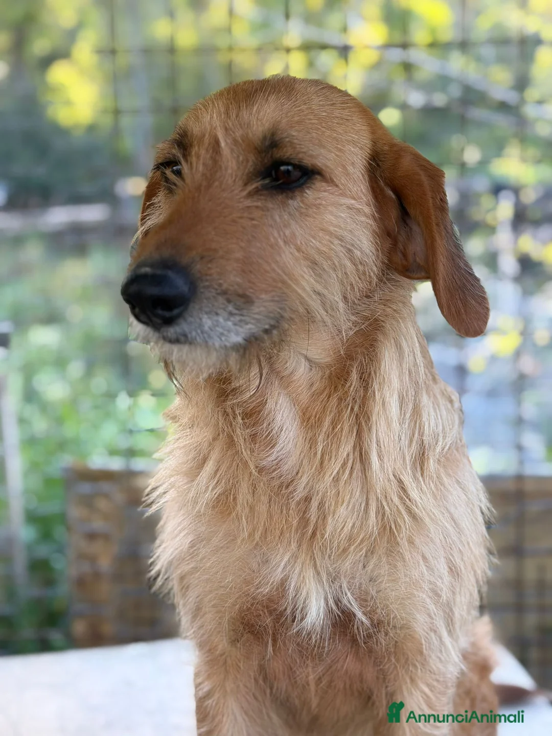 Meticcio cani in regalo:  Dana a Provincia di Crotone - Annuncio 2