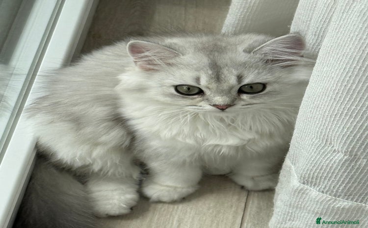 Scottish gatti a Provincia di Padova - Annuncio 12