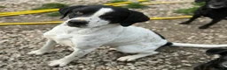 Pointer cani in regalo: Micky 1 anno taglia media  - Annuncio 4
