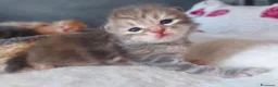 Siberiano gatti in vendita: Cuccioli di gatto Siberiano Certificati  - Annuncio 11