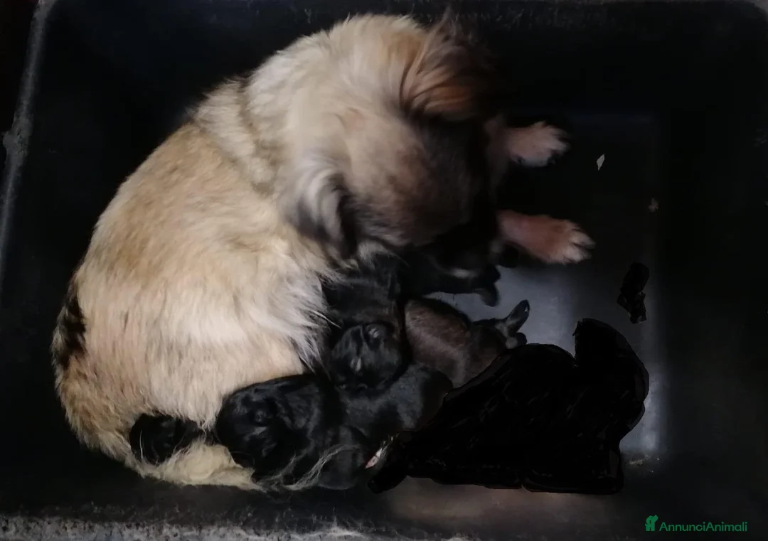Tibetan Spaniel cani in vendita: Tibetan Spaniel cuccioli black - Annuncio 7