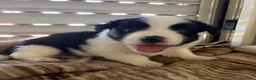 Meticcio cani in regalo: Rolly il pandino - Annuncio 4