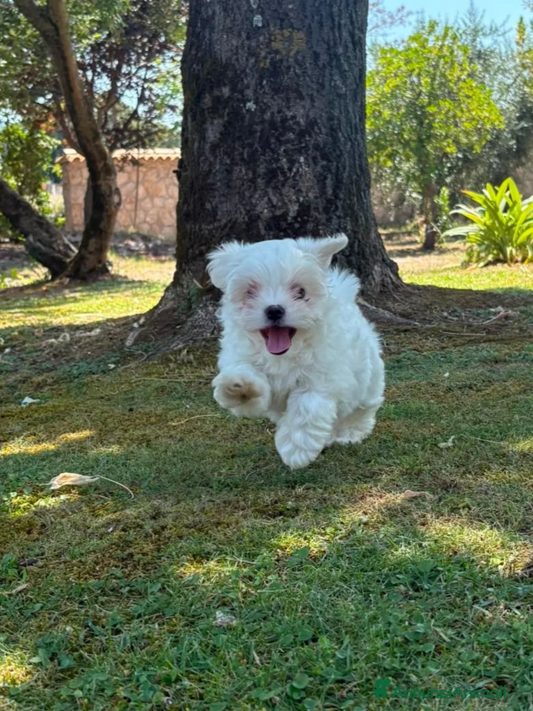 Maltese cani in vendita: Cucciola di maltese - Annuncio 5