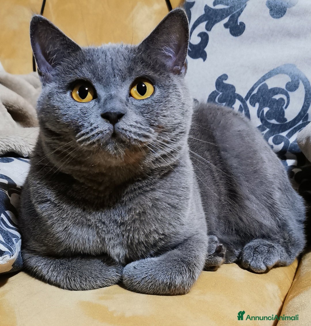 Scottish gatti in vendita: Gattini, cuccioli Scottish, British Straight  - Annuncio 4