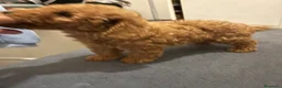 Barboncino Toy cani in vendita: Barboncino toy  - Annuncio 4