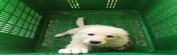 Meticcio cani in regalo: 3 pastorini sui 3mesi recuperati SOS CAGLIARI  - Annuncio 7