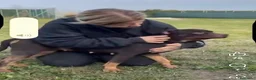 Pitbull cani in vendita: Cuccioli di Pit Bull con Pedigree anche a rate - Annuncio 2