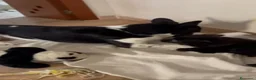 Meticcio cani in regalo: Dulcinea cucciola adorabile  - Annuncio 2