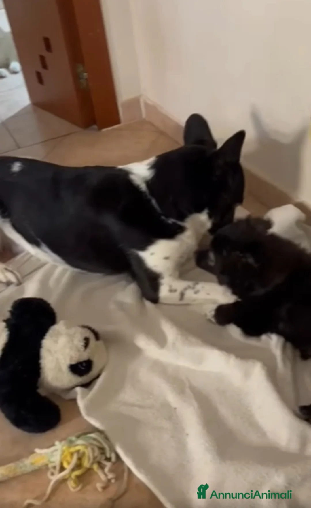 Meticcio cani in regalo: Dulcinea cucciola adorabile  - Annuncio 2