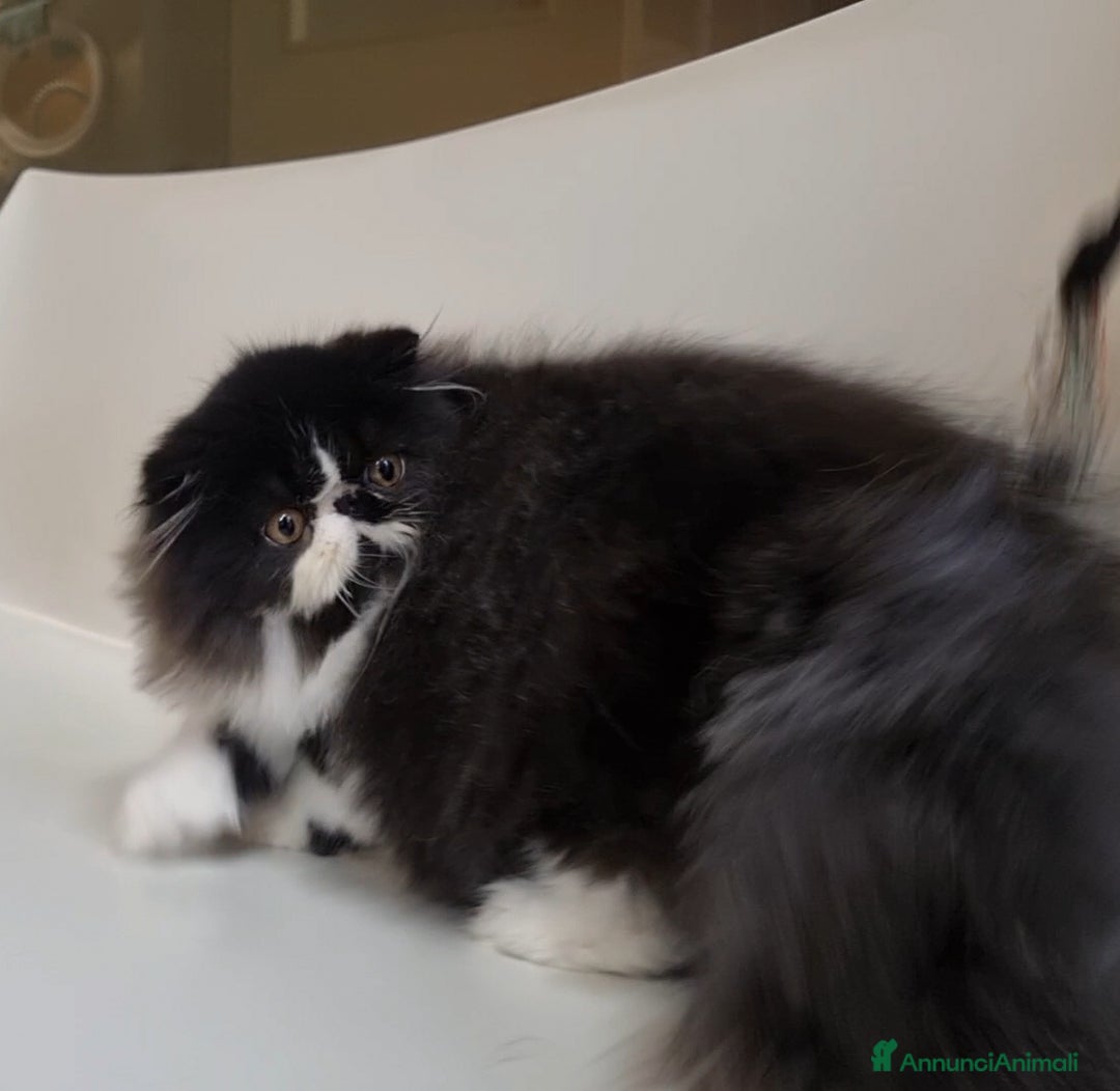 Persiano gatti in vendita: Arcobaleno Queen - Annuncio 2