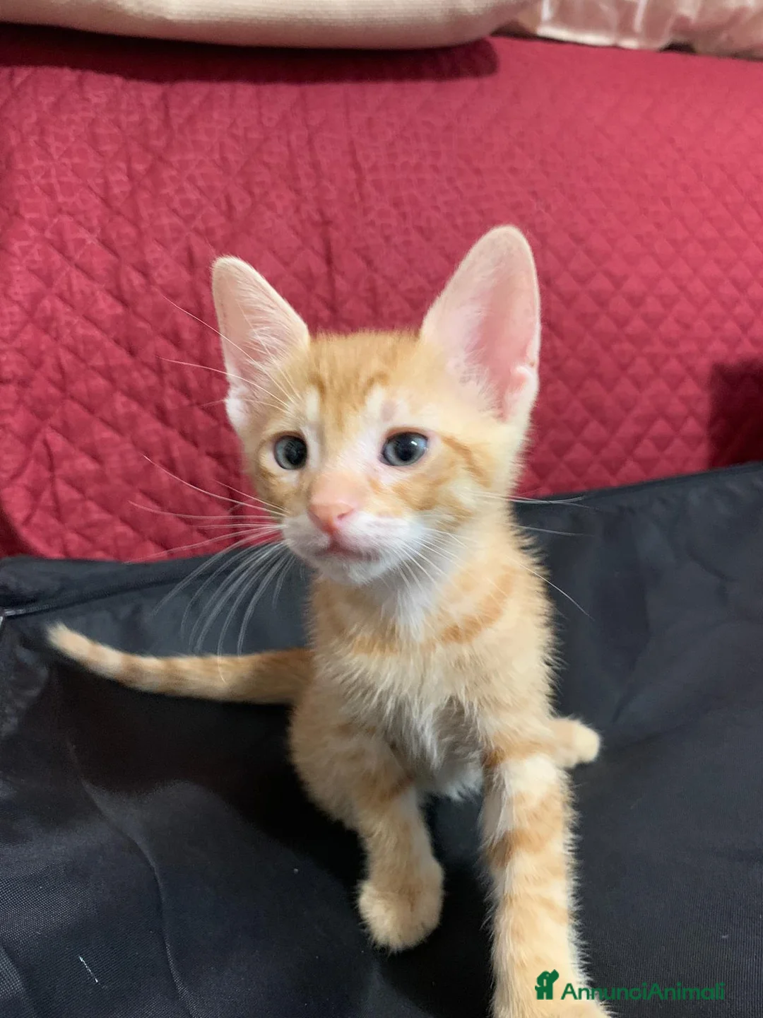 Meticcio gatti in regalo: Mammina di 8 mesi e cuccioli di 2 mesi  - Annuncio 15