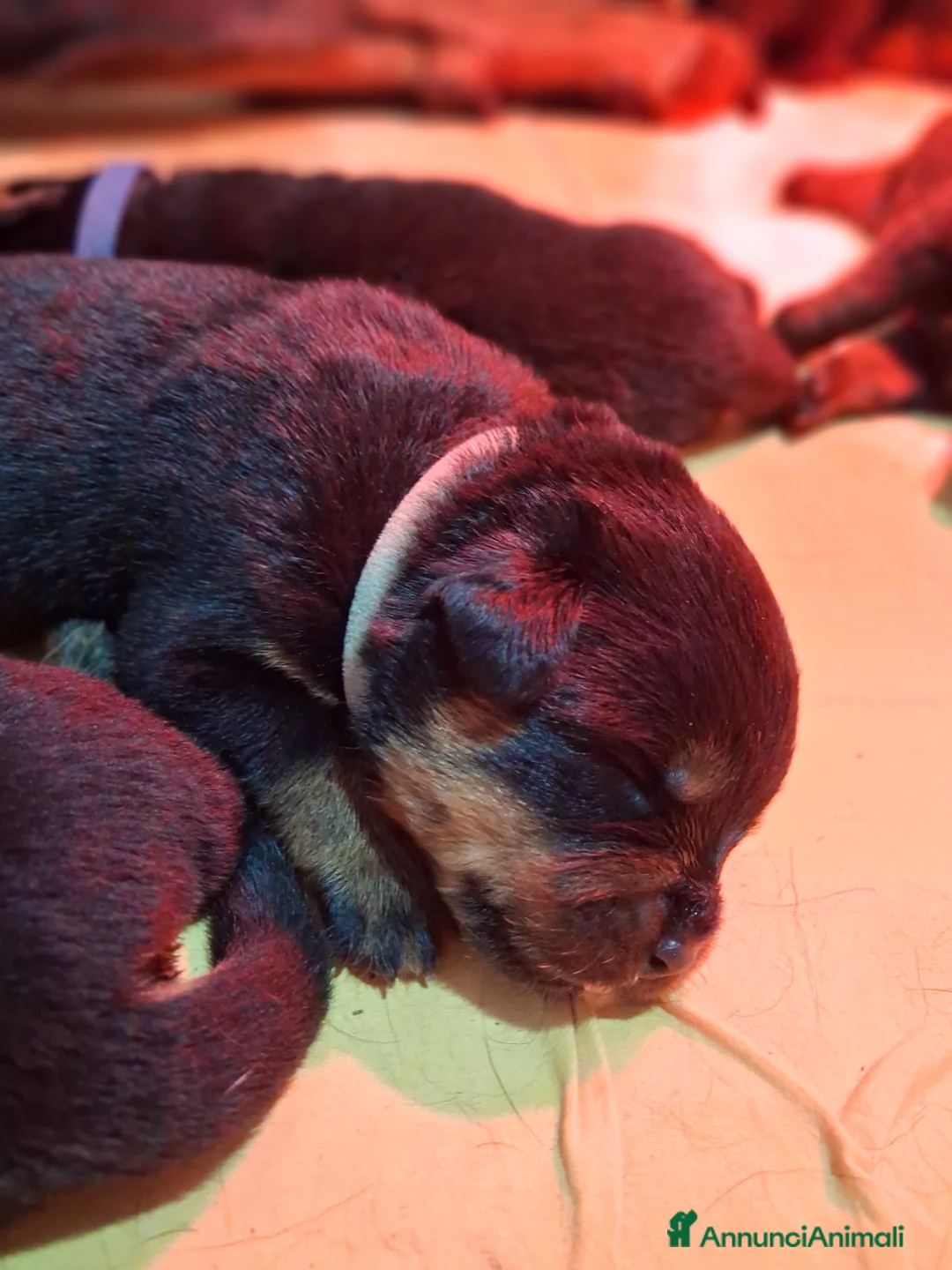 Rottweiler cani in vendita: Cuccioli figli di genitori Selezionati e Campioni  - Annuncio 7