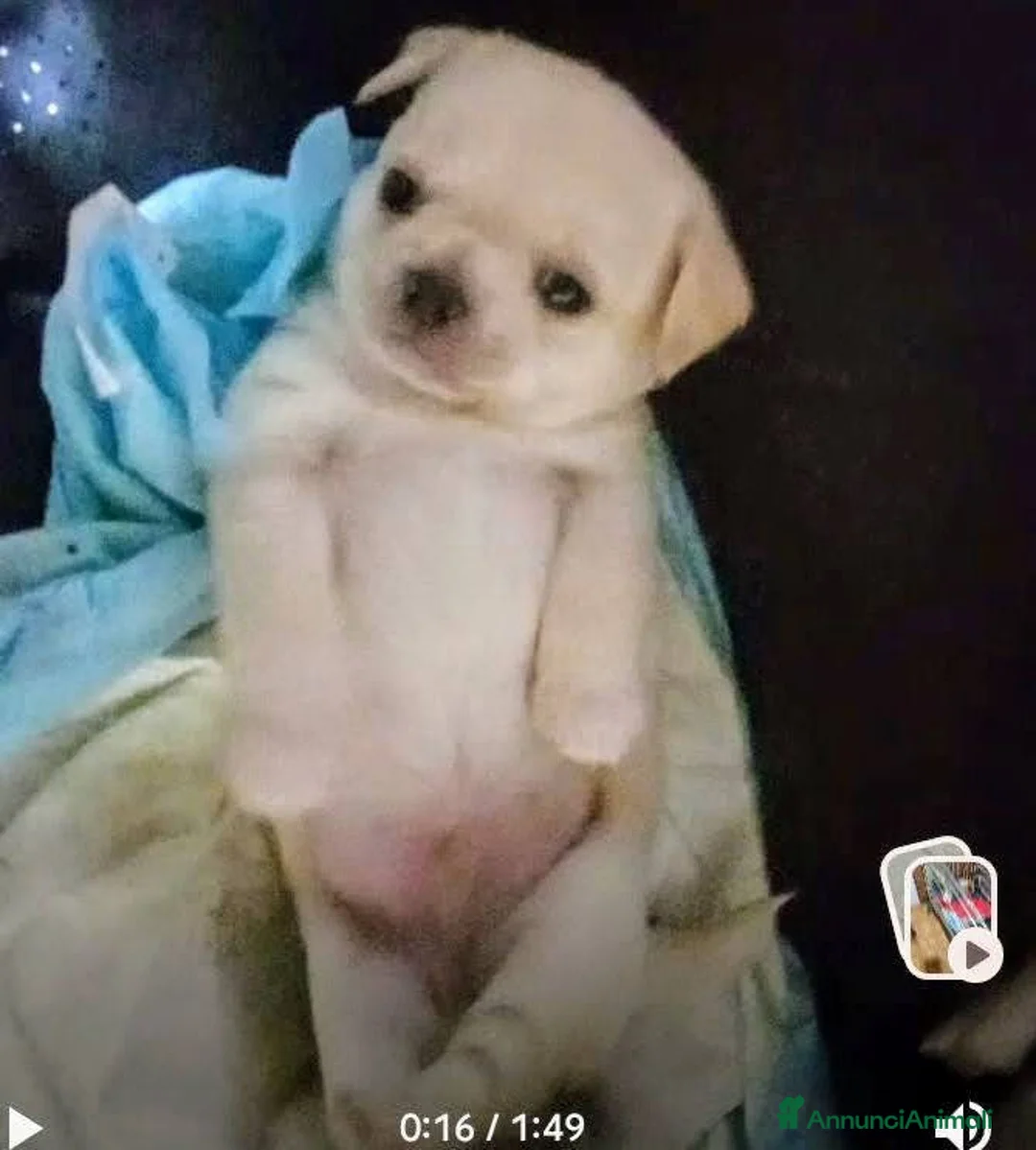 Chihuahua cani in vendita: Cuccioli di chihuahua super genealogia campioni - Annuncio 2
