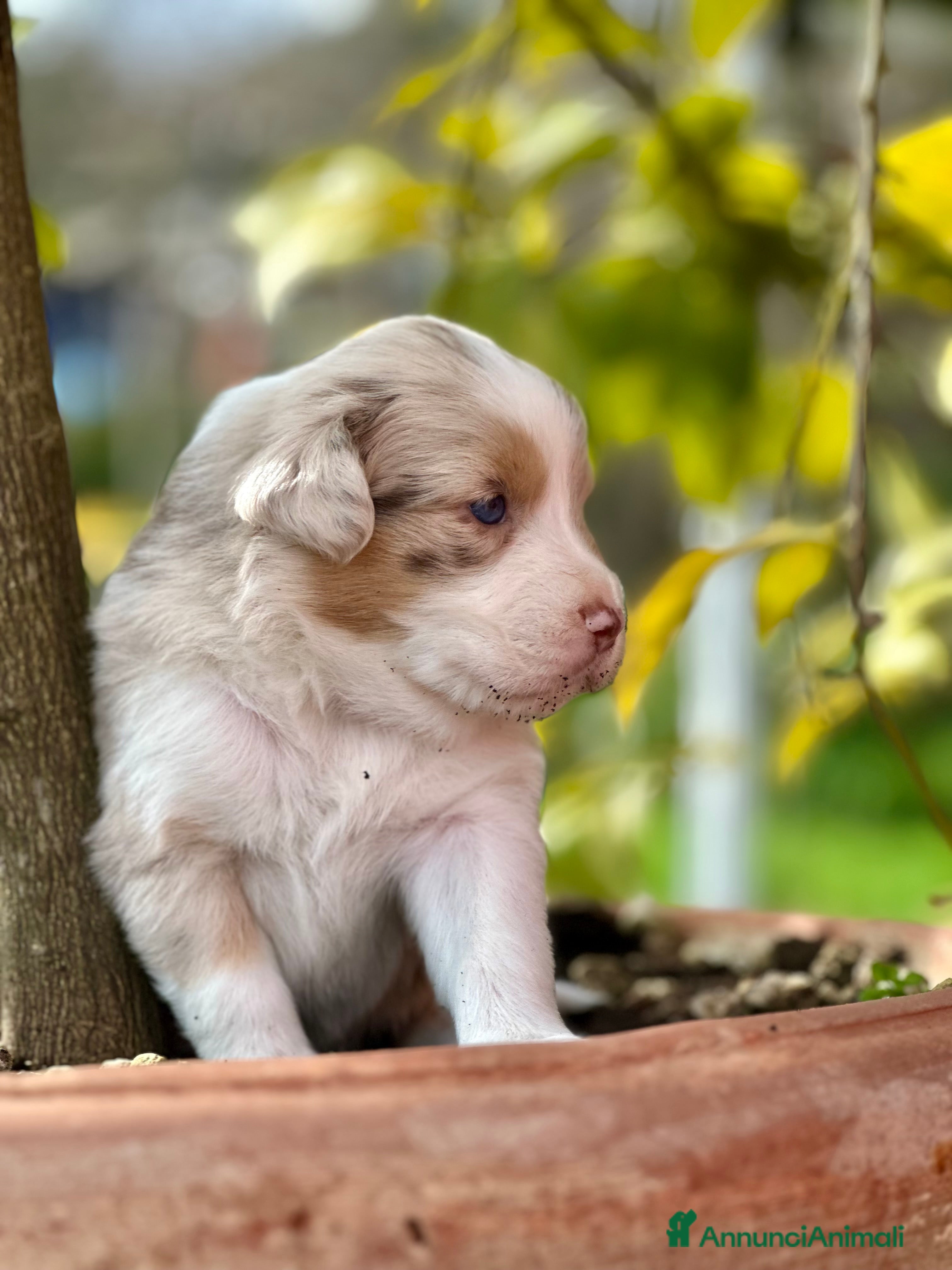 Australian Shepherd cani Vendesi Cuccioli di Pastore Australiano  RED MERLE - Annuncio 21